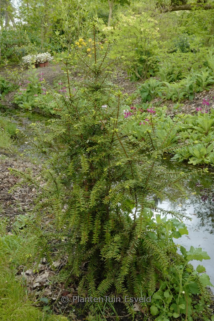 Pseudotaxus chienii