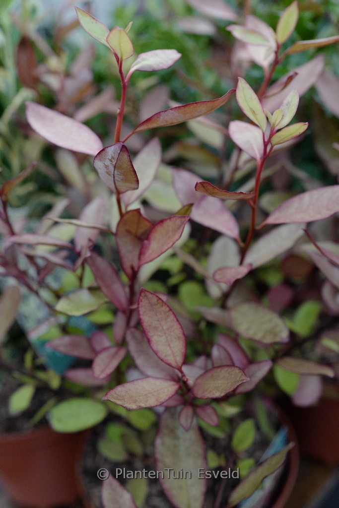 Pseudowintera colorata ‘Marjorie Congreve’