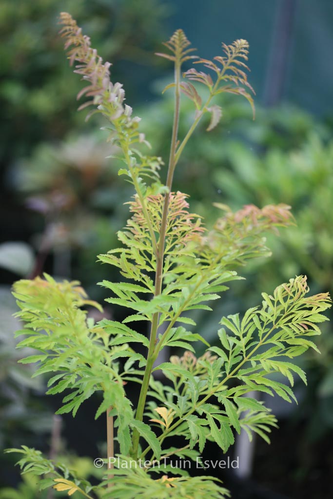 Pterocarya stenoptera ‘Fern Leaf’