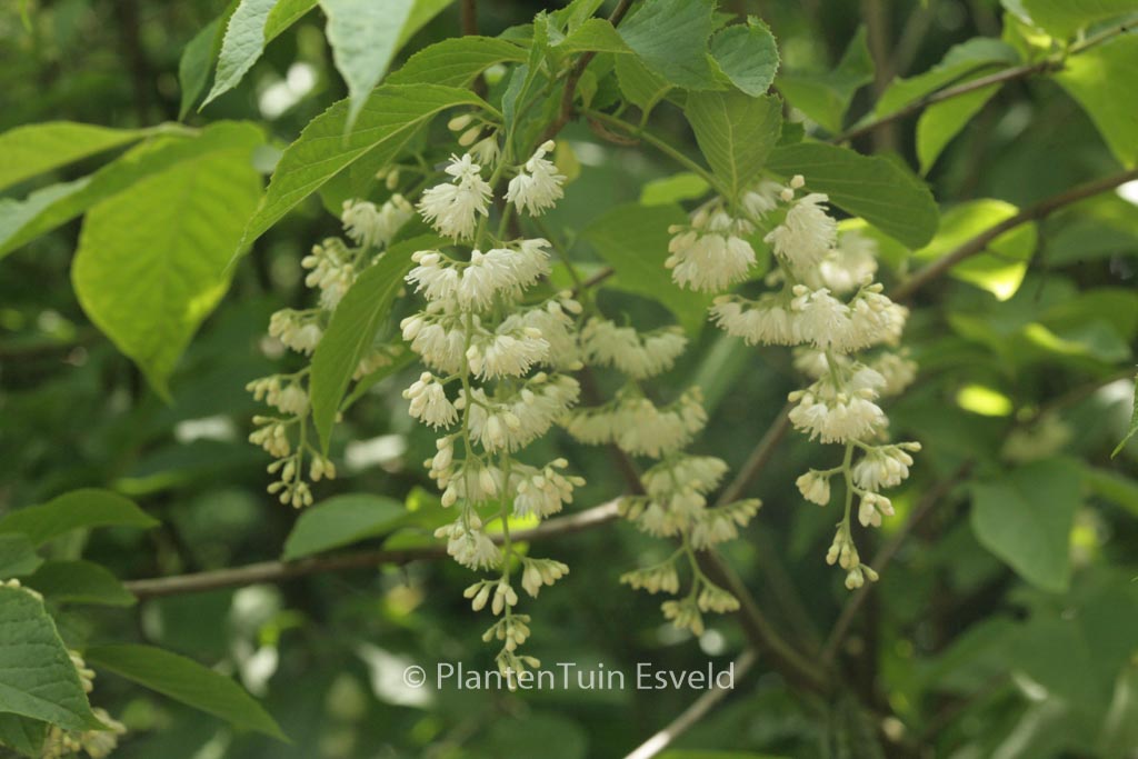 Pterostyrax hispida