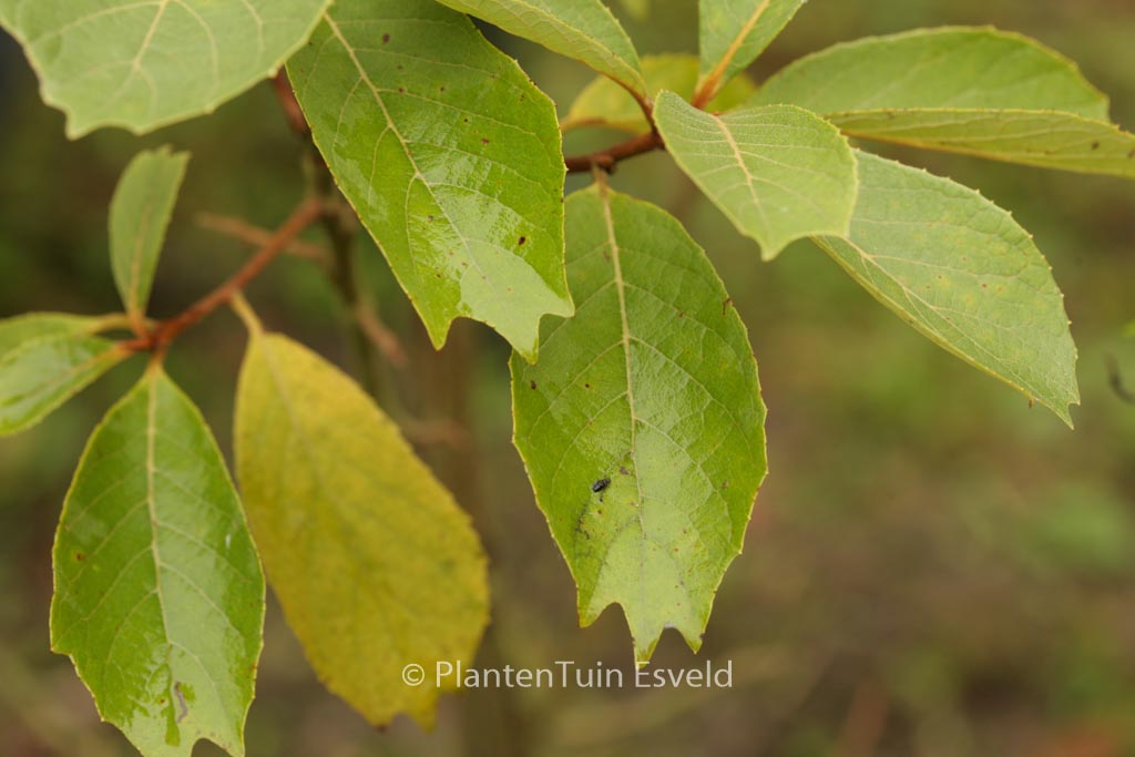 Pterostyrax psilophyllus leveillei