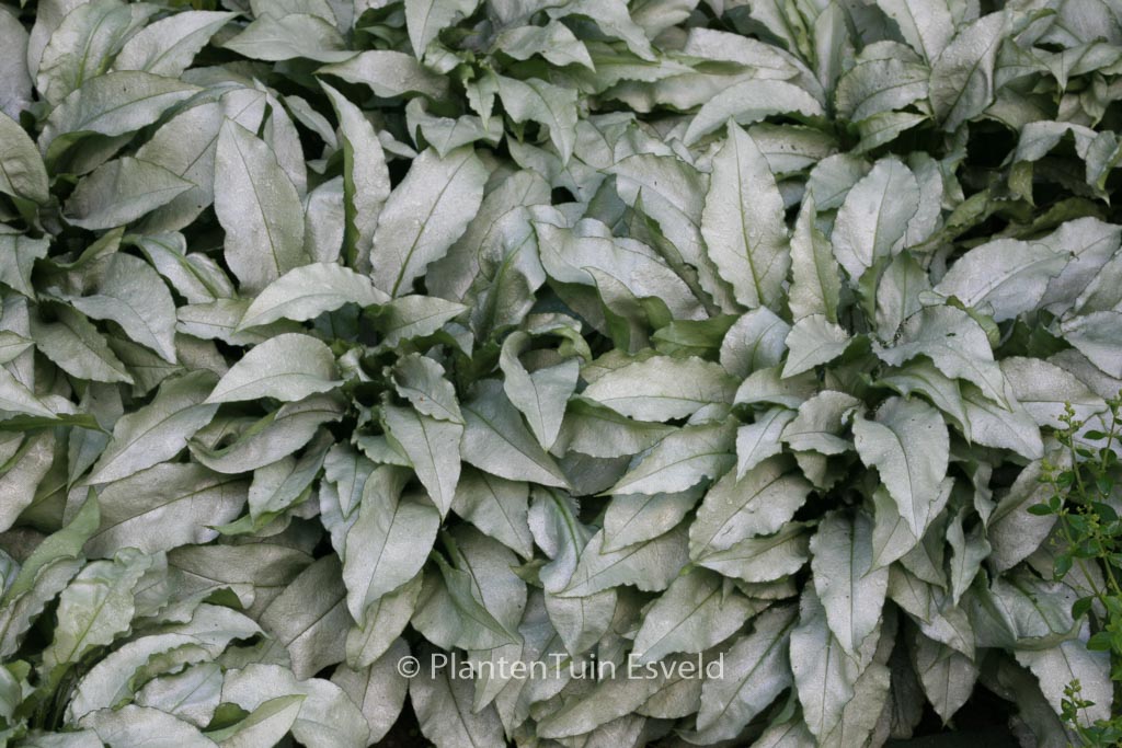 Pulmonaria ‘Majestee’