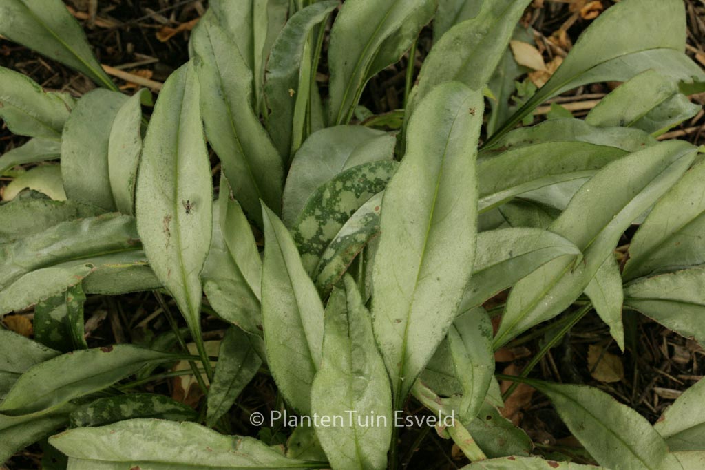 Pulmonaria ‘Samurai’
