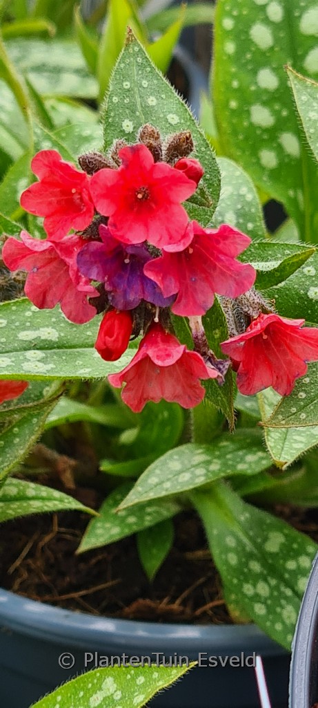Pulmonaria ‘Shrimps on the Barbie’