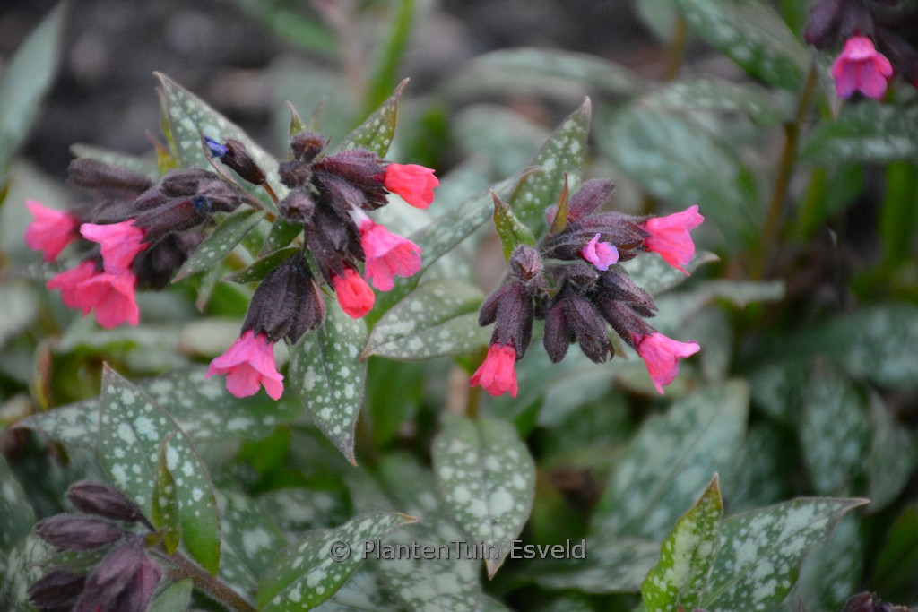 Pulmonaria ‘Silver Bouquet’