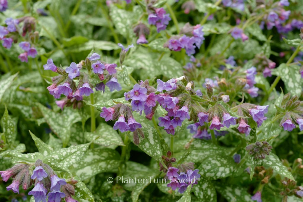 Pulmonaria ‘Trevi Fountain’