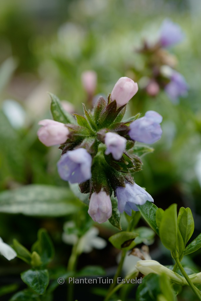 Pulmonaria ‘Twinkle Toes’