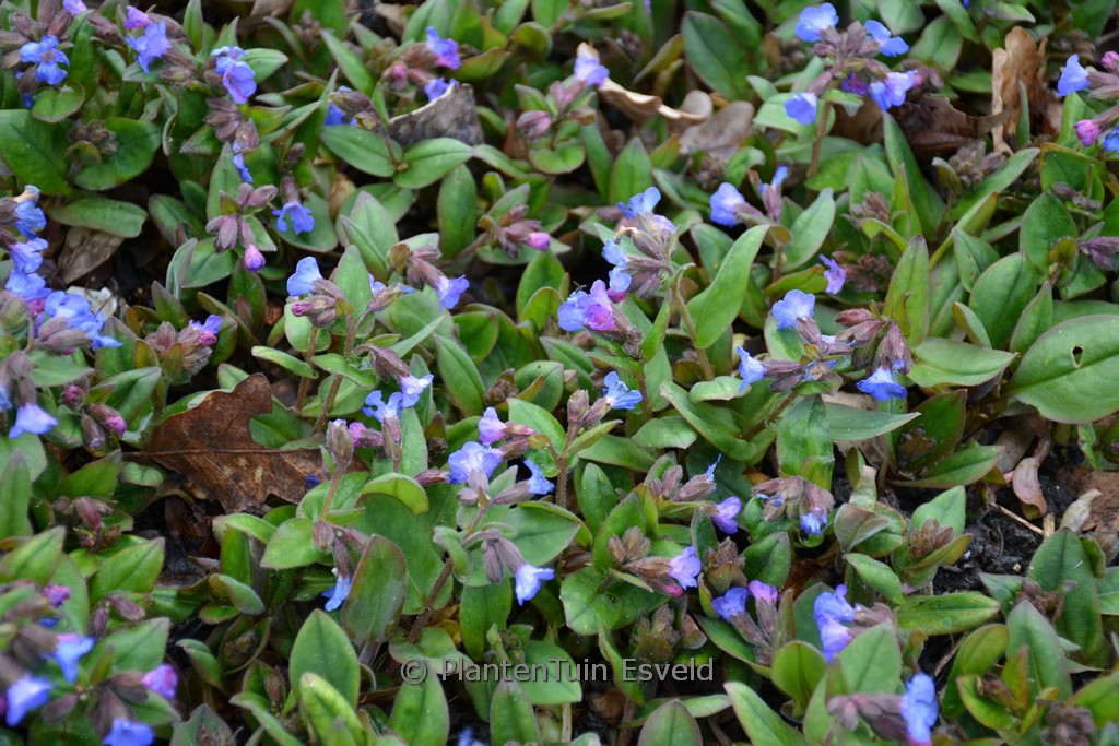 Pulmonaria angustifolia ‘Azurea’