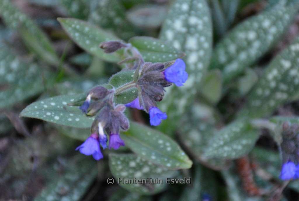 Pulmonaria angustifolia ‘Blaues Meer’