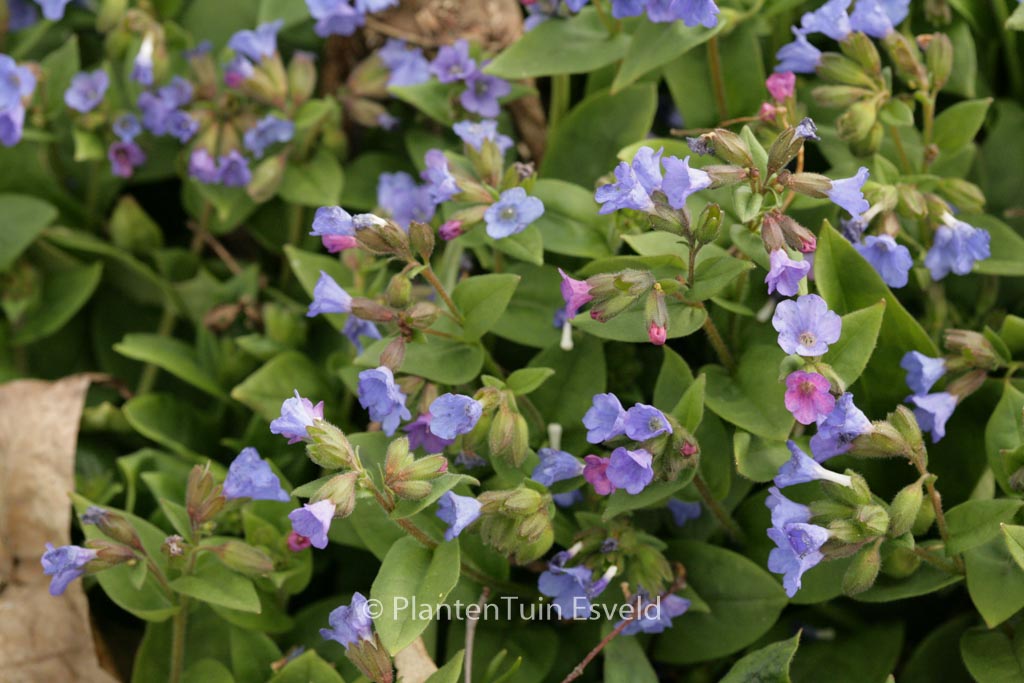 Pulmonaria angustifolia