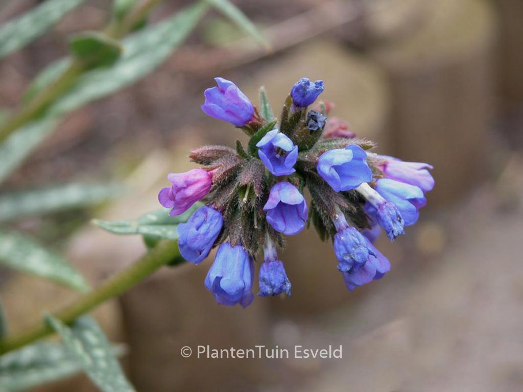 Pulmonaria longifolia ‘E.B. Anderson’
