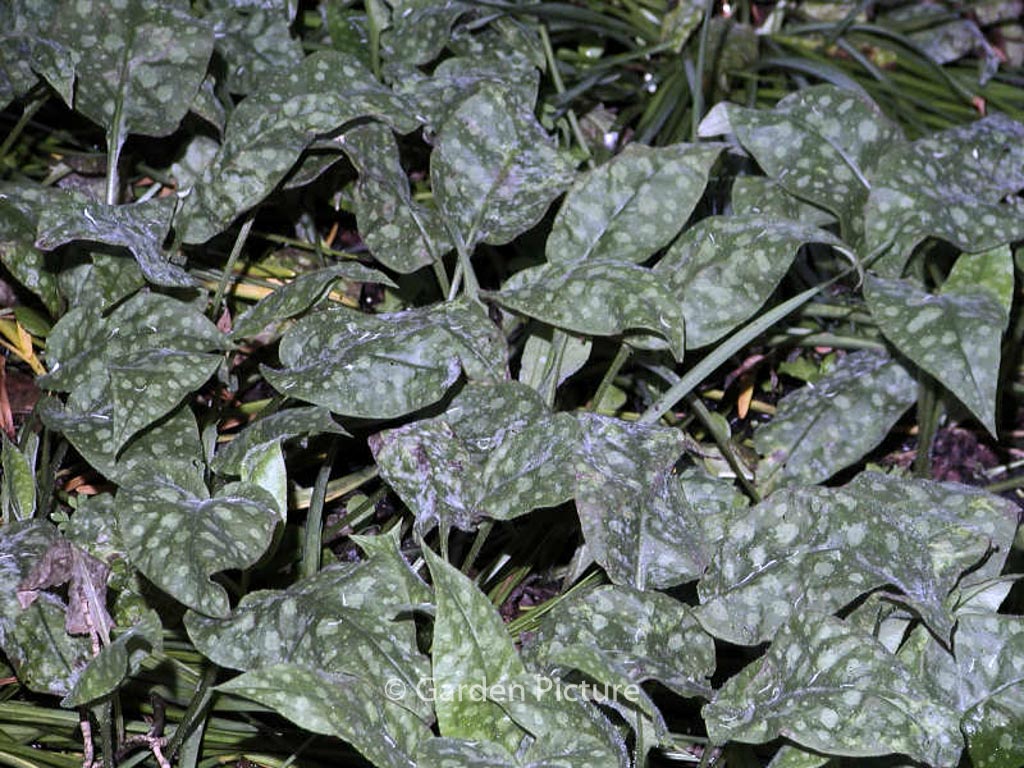 Pulmonaria saccharata ‘Dora Bielefeld’