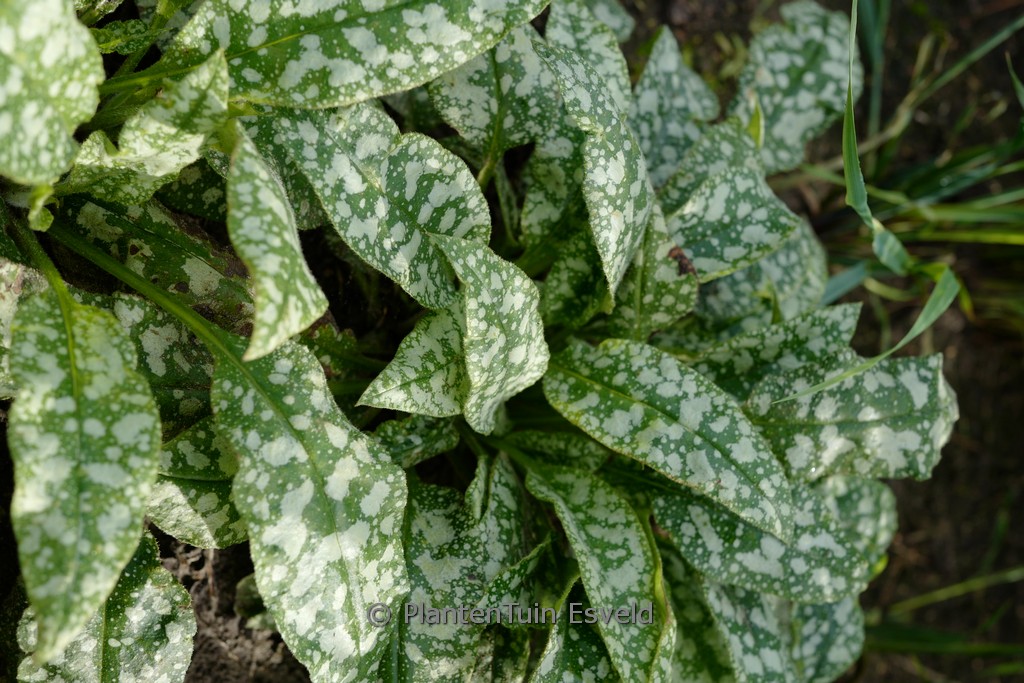 Pulmonaria saccharata ‘Mrs. Moon’