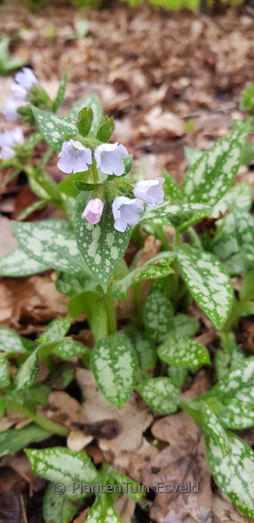 Pulmonaria saccharata ‘Ocupol’ (OPAL)