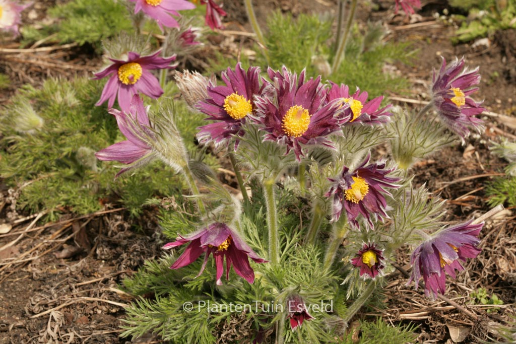 Pulsatilla vulgaris ‘Papageno’