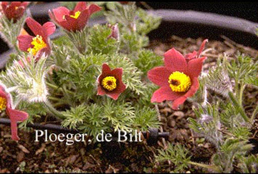 Pulsatilla vulgaris ‘Roede Klokke’