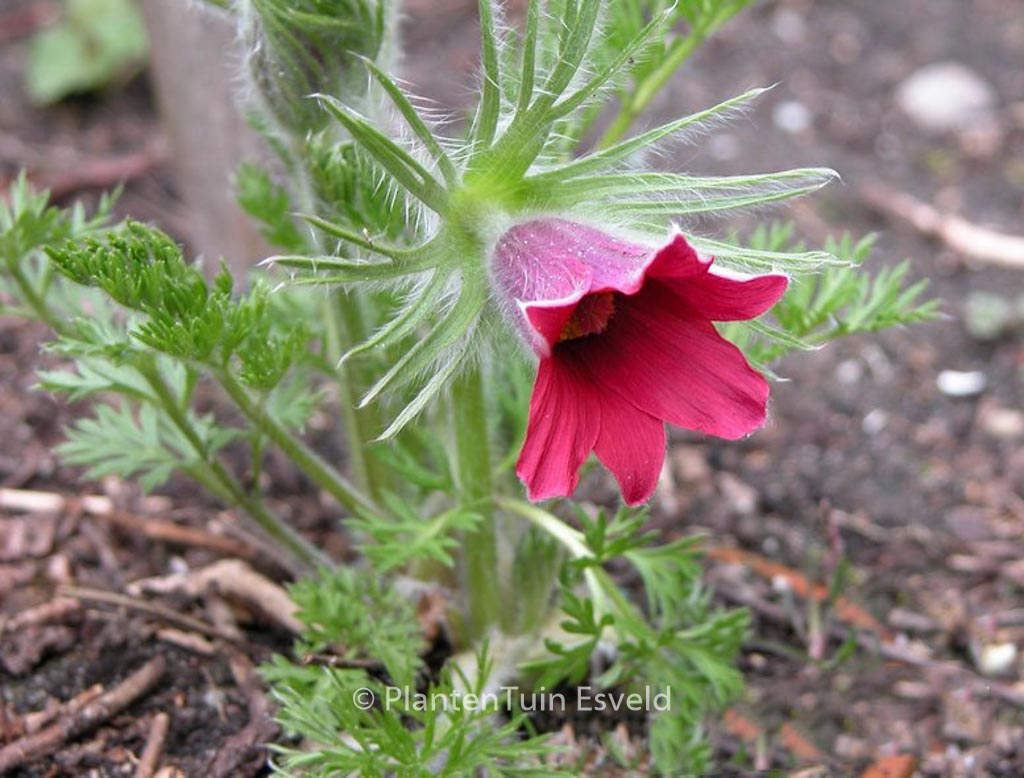 Pulsatilla vulgaris ‘Rubra’