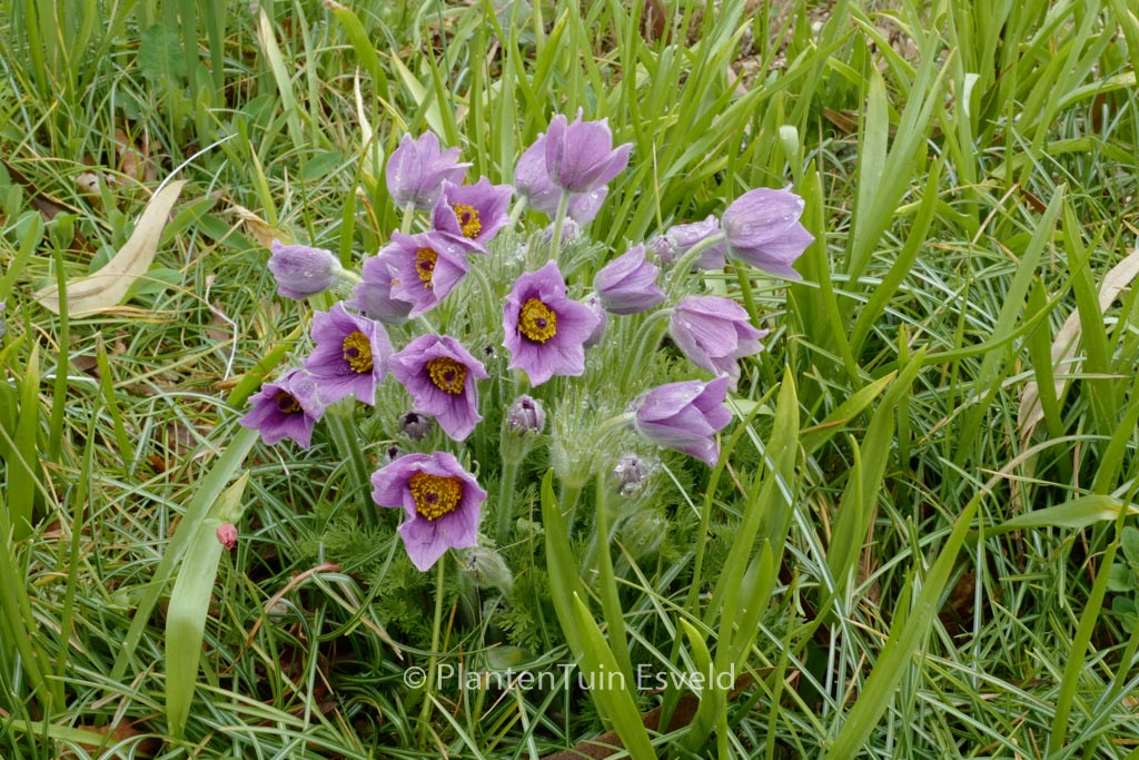 Pulsatilla vulgaris