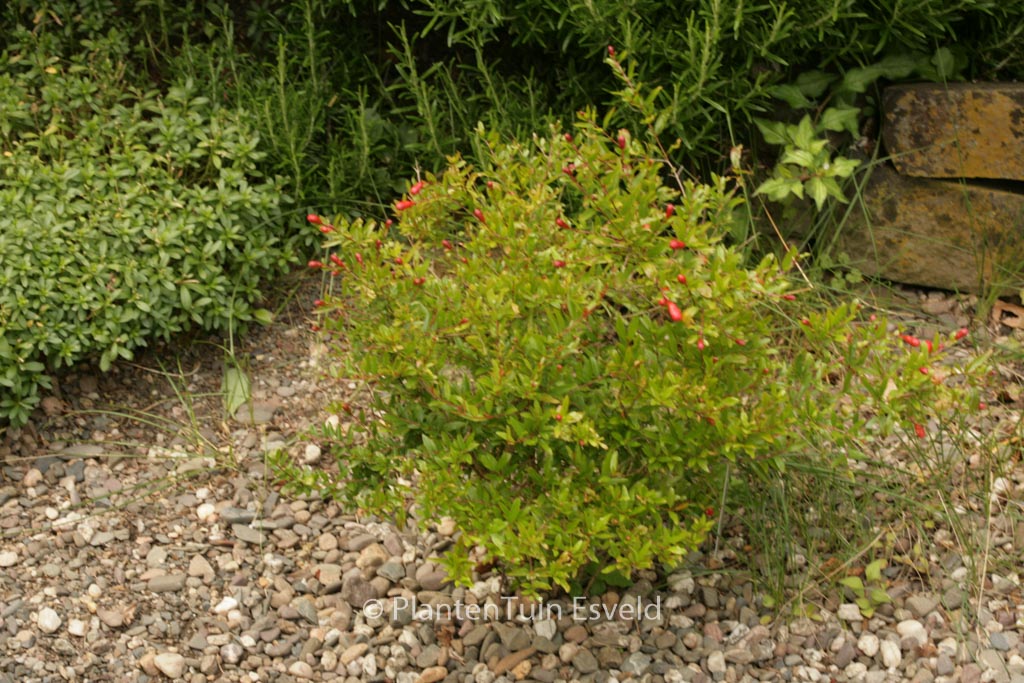 Punica granatum ‘Nana’