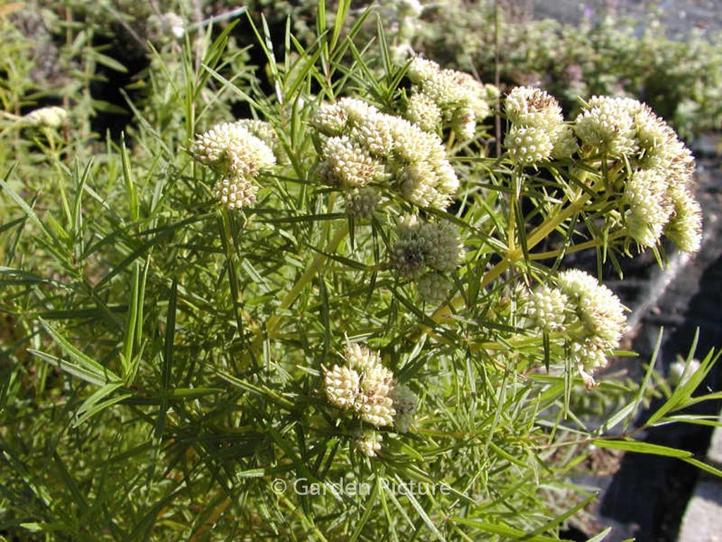 Pycnanthemum tenuifolium