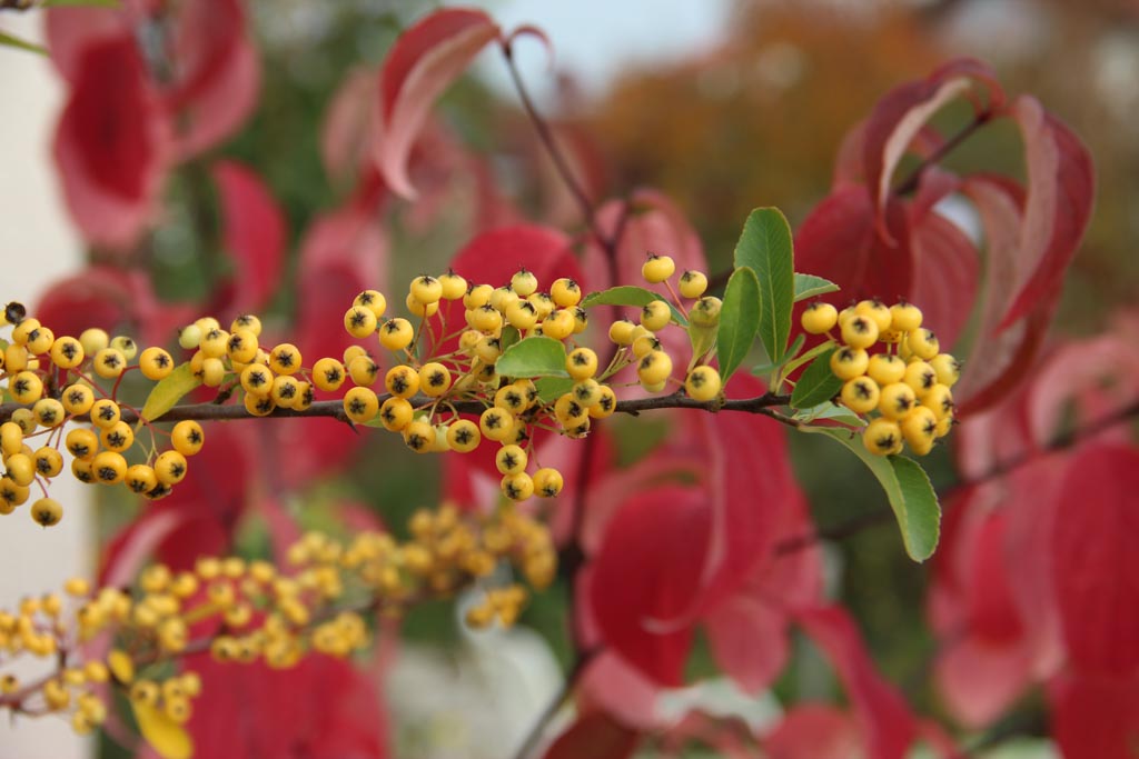 Pyracantha ‘Cadaune’ (SAPHYR JAUNE)