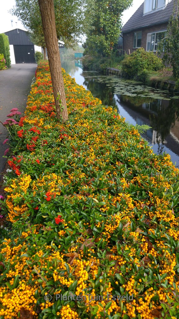 Pyracantha ‘Golden Charmer’
