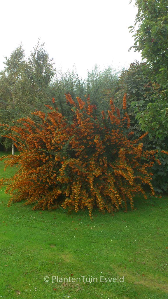 Pyracantha ‘Orange Charmer’