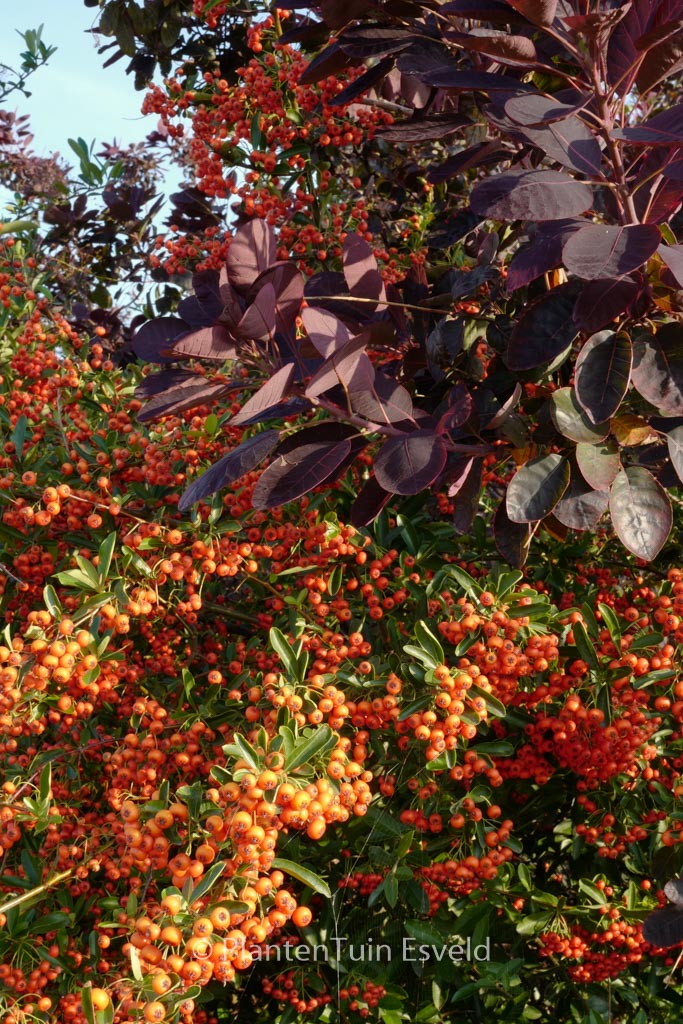 Pyracantha ‘Orange Glow’