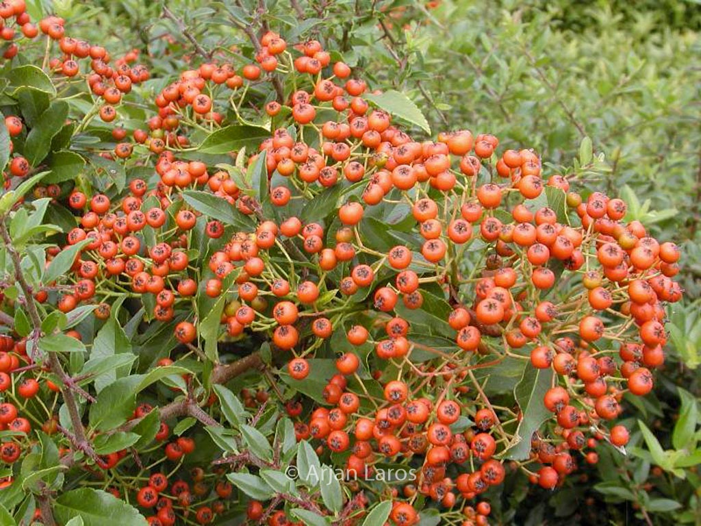 Pyracantha coccinea ‘Red Cushion’