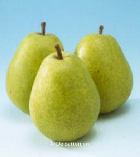 Pyrus communis ‘Beurre Alexandre Lucas’