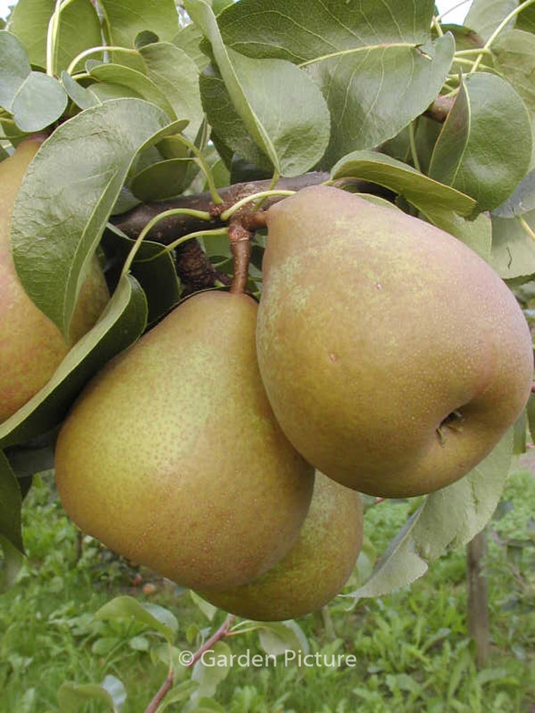 Pyrus communis ‘Beurre Hardy’ (GELLERT’S BUTTERBIRNE)