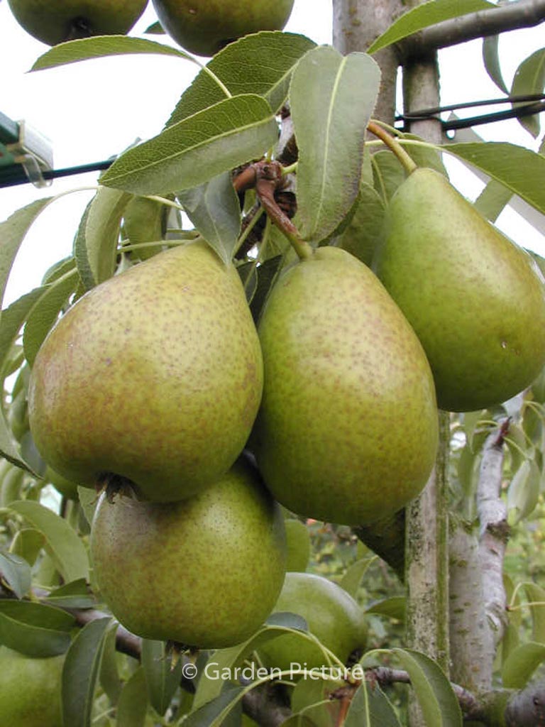 Pyrus communis ‘Bonne Louise d’Avranches’