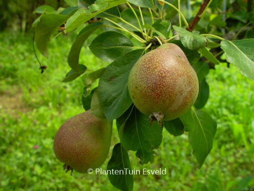 Pyrus communis ‘Clapp’s Favourite’