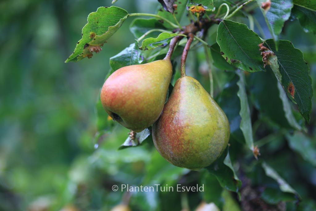 Pyrus communis ‘Gieser Wildeman’