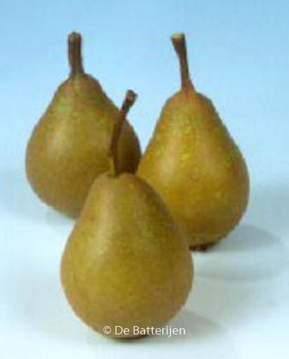 Pyrus communis ‘Jut’