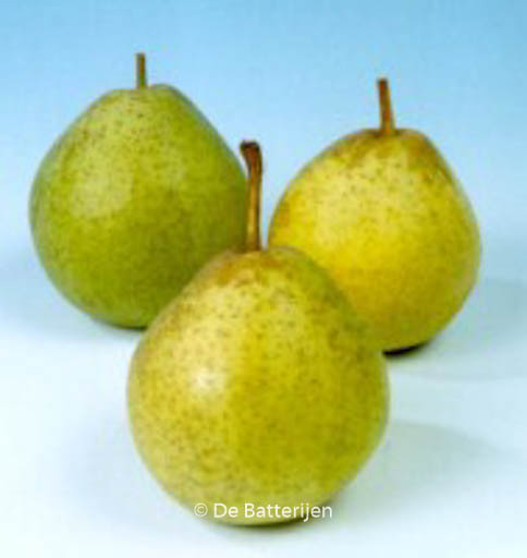 Pyrus communis ‘Noordhollandse Suikerpeer’