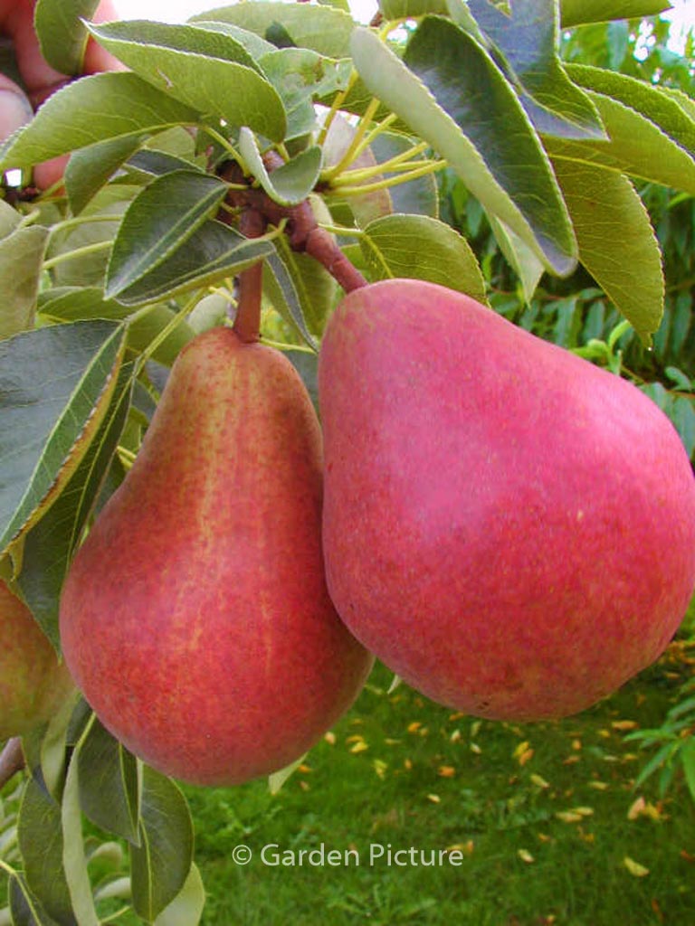 Pyrus communis ‘Rode Williams’