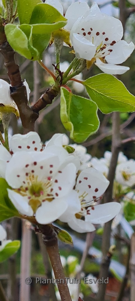 Pyrus communis ‘Triomphe de Vienne’