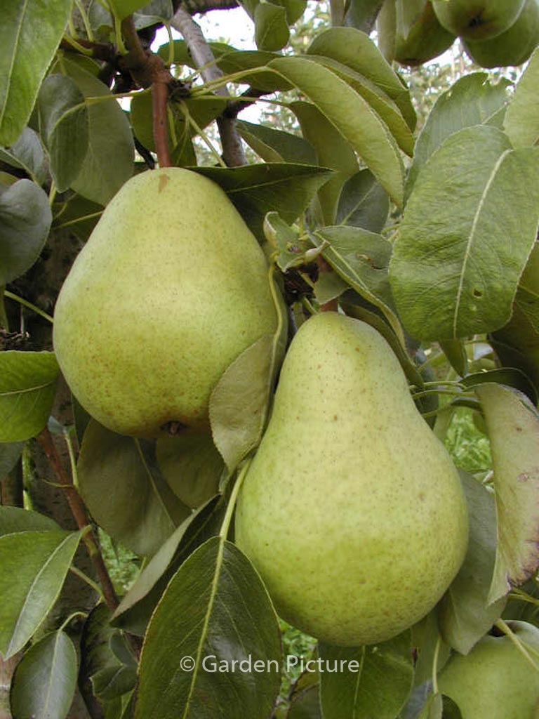 Pyrus communis ‘Williams Bon Chretien’