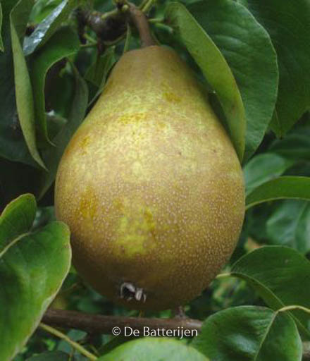 Pyrus communis ‘Winterrietpeer’