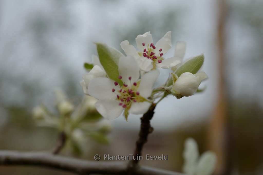 Pyrus elaeagnifolia ‘Silver Sails’
