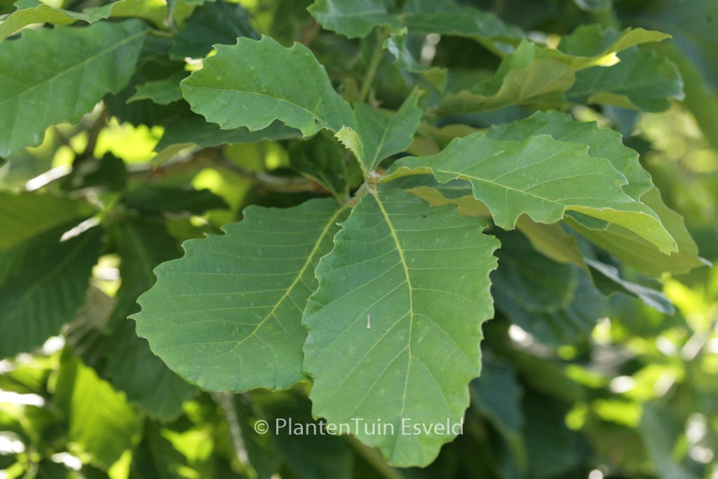 Quercus ‘Pondaim’