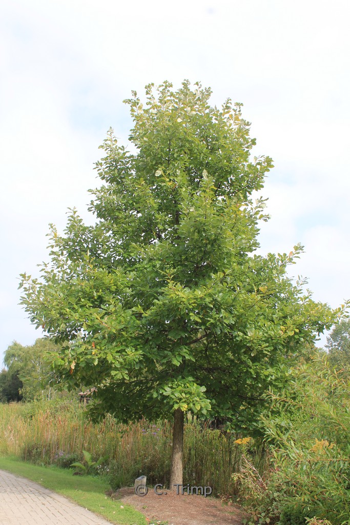 Quercus bicolor