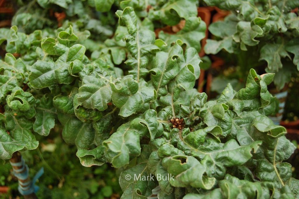 Quercus cerris ‘Curly Head’