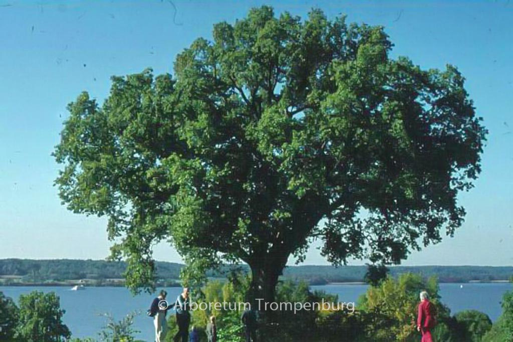 Quercus muehlenbergii