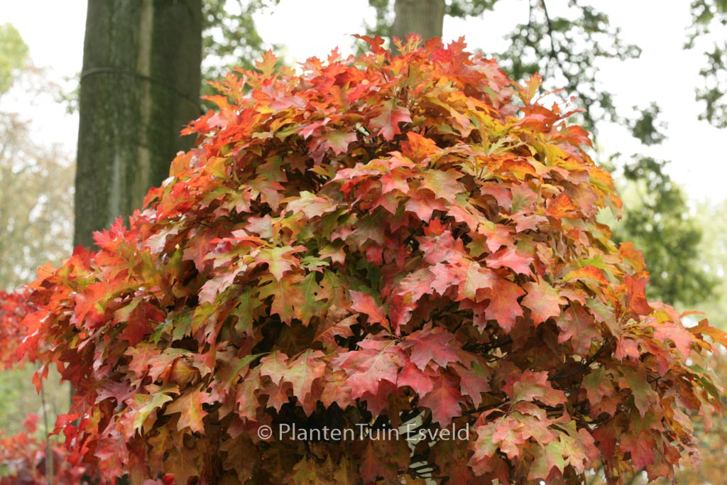 Quercus palustris ‘Green Dwarf’