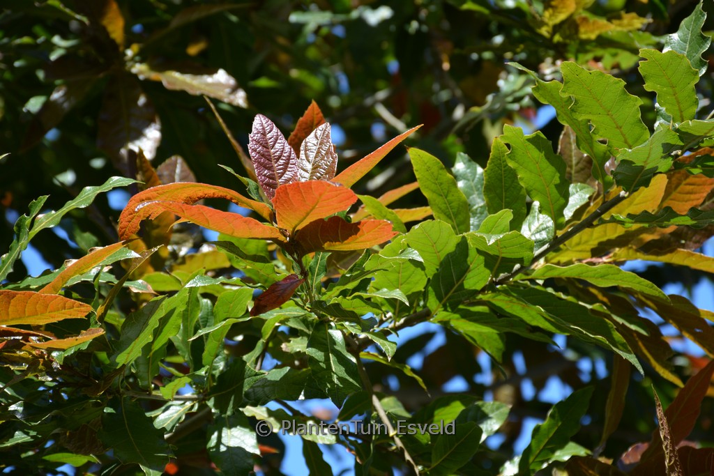 Quercus rhysophylla ‘Maya’