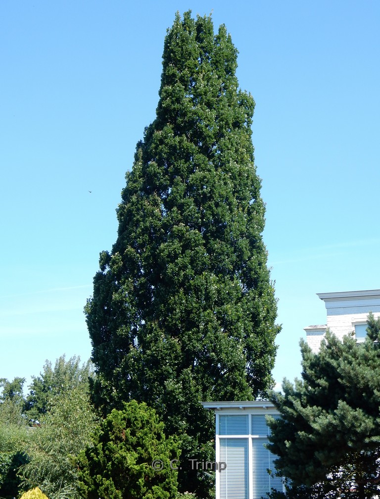 Quercus robur ‘Fastigiate Koster’