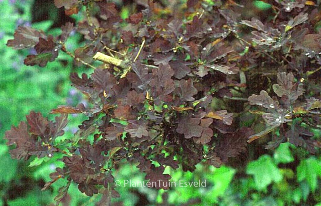 Quercus robur ‘Purpurascens’