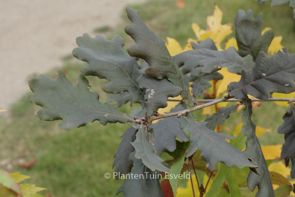 Quercus robur ‘Timuki’